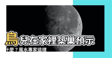 鳥在家築巢風水|【鳥在家築巢】鳥在家築巢的好處：居家風水變旺、運勢大轉!